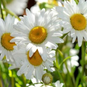 Chamomile Flowers Diamond Painting Kit