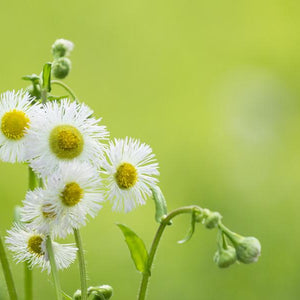 Chamomile Flowers Diamond Painting Kit