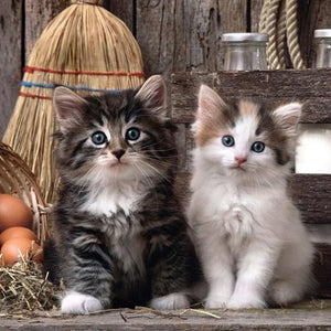 Charming Cats Paint by Diamonds