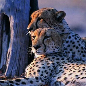 Charming Leopards Pair Paint by Diamonds