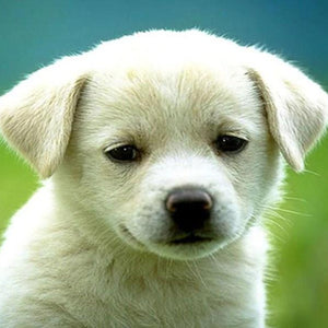 Charming Puppy Diamond Painting Kit