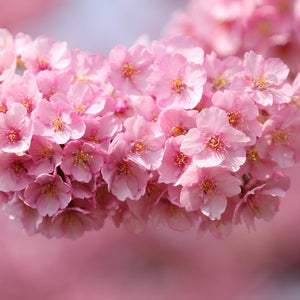 Cherry Blossoms Diamond Painting Kit