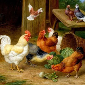 Chickens & Pigeons Paint by Diamonds