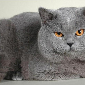 Chubby Cat Diamond Painting Kit