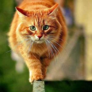 Chubby Cat DIY Painting Kit