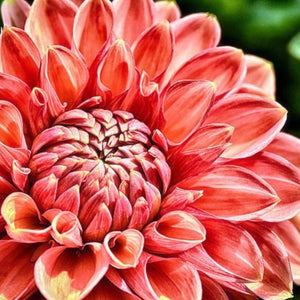 Dahlia Flower Paint by Diamonds