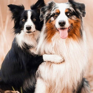 Collie Dogs Pair Paint with Diamonds