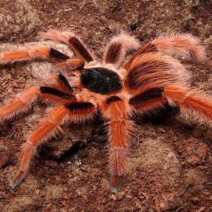 Colombian Giant Red Leg Tarantula Diamond Painting