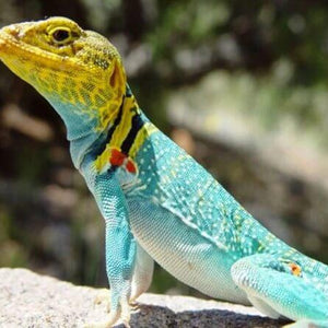 Lizard Paint by Diamonds
