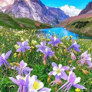 Columbine Flower in Mountains Diamond Painting