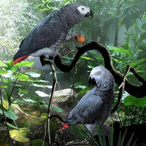 Congo African Grey Parrots Diamond Painting