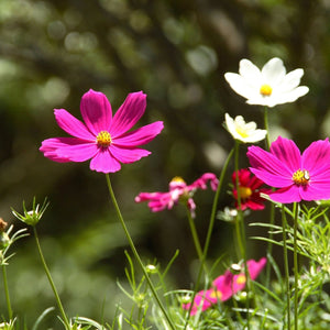 Cosmos Flowers Paint by Diamonds