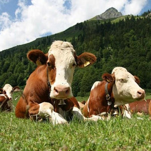 Cows in the Pasture Paint by Diamonds