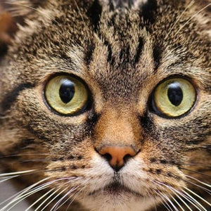 Cute Cat with Big Eyes Paint by Diamonds