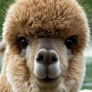 Alpaca Baby Paint by Diamonds