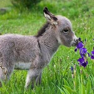 Cute Baby Donkey Paint by Diamonds