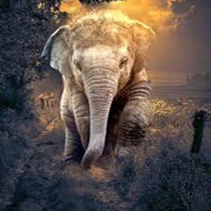 Baby Elephant Diamond Painting