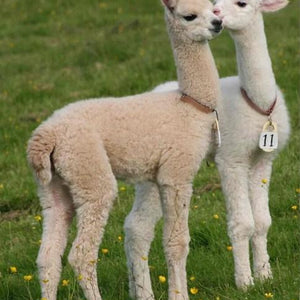 Cute Baby Llamas Diamond Painting Kit