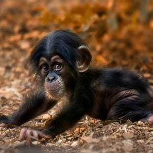 Monkey Diamond Painting Kit