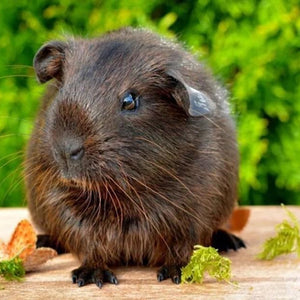 Cute Black Guinea Pig Diamond Painting