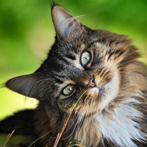 Cute Cat Looking Sideways Diamond Painting Kit