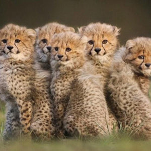 Cute Cheetah Cubs Diamond Painting Kit