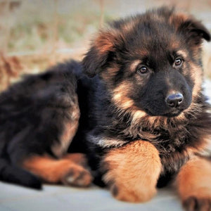 Cute German Shepherd Puppy Diamond Painting