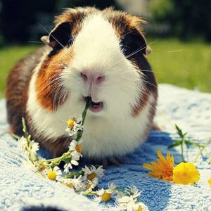 Cute Guinea Pig Eating Flowers Diamond Painting