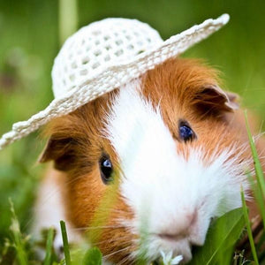 Cute Guinea Pig in Hat Diamond Painting