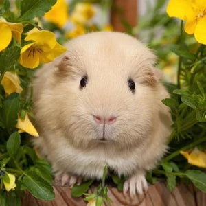 Cute Guinea pig & Yellow Flowers Diamond Painting