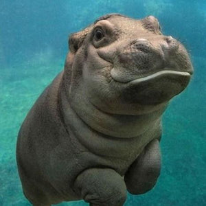 Hippo DIY Diamond Painting