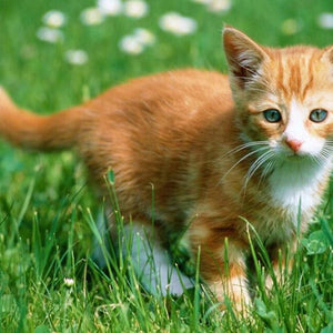 Cute Kitten & Green Grass Diamond Painting
