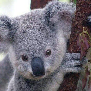 Koala Bears Diamond Painting Kit