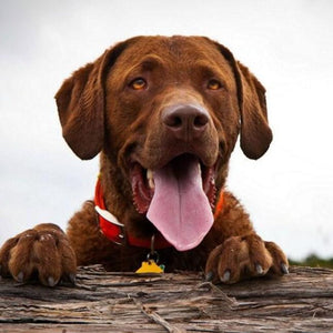 Cute Labrador Diamond Painting Kit