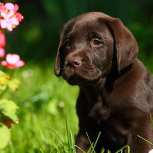 Cute Labrador Retriever Puppy Diamond Painting