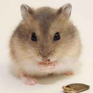 Cute Mouse Diamond Painting Kit