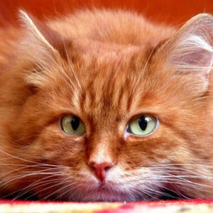 Cute Orange Cat Paint by Diamonds