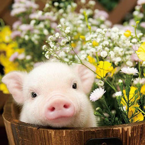 Pig Diamond Painting