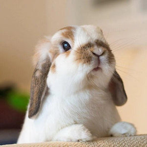 Rabbit DIY Painting Kit