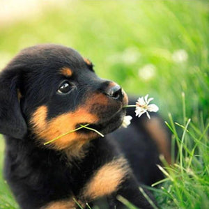 Cute Rottweiler Puppy Diamond Painting Kit