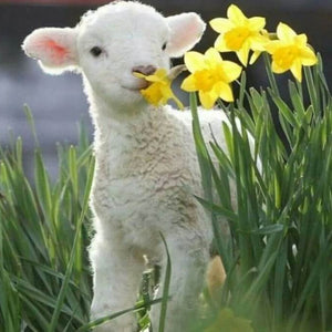 Sheep Diamond Painting Kit