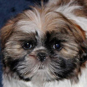 Cute Shih Tzu Dog Paint by Diamonds