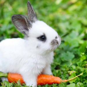 Cute White Baby Rabbit Diamond Painting