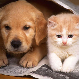 Cutest Dog & Cat Paint by Diamonds