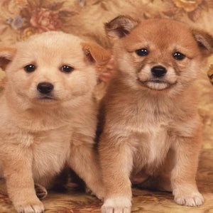 Cutest Puppies Paint by Diamonds