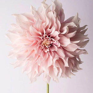 Dahlia Flower Diamond Painting Kit