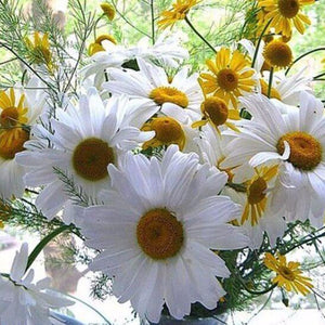 Daisy DIY Diamond Painting