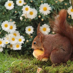 Daisy Flowers & Squirrels Paint by Diamonds