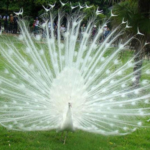 Dancing Peacock Paint by Diamonds