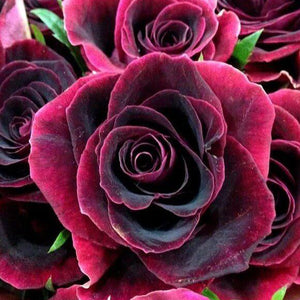 Roses Full Drill Painting